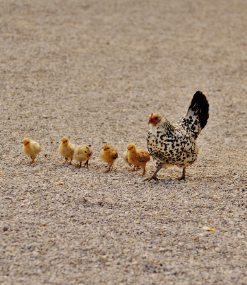 SCS, image of a hen walking outside freely with her chicks 