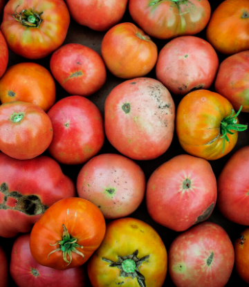 SCS, image of a pile of imperfect tomatoes 