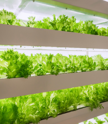 SCS, image of indoor grown salad greens under UV light 