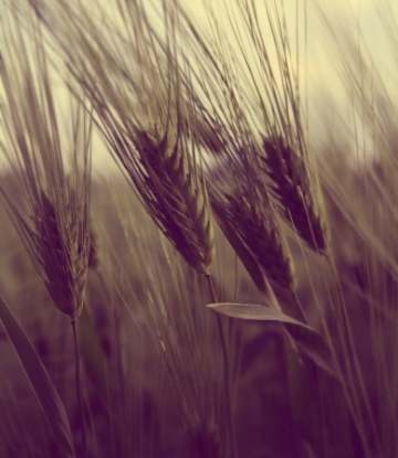 SCS, closeup image of wheat in the field 