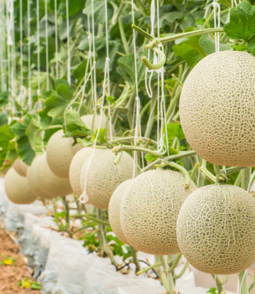 SCS, image of cantaloupes in the field, hanging on vines vertically 