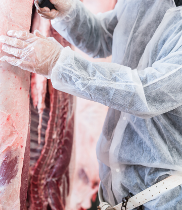 SCS, image of a meat processor cutting a side of beef 