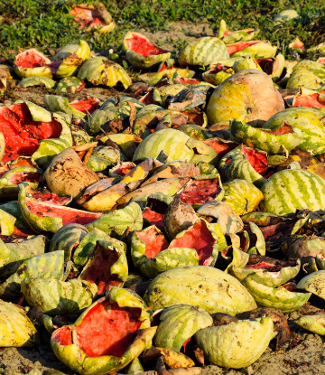 SCS, image of broken watermelons rotting in the field 