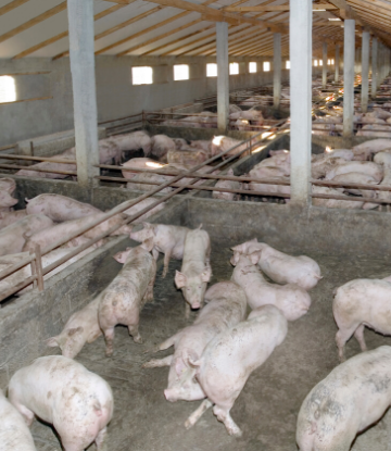 SCS, image of hogs in a containment barn 