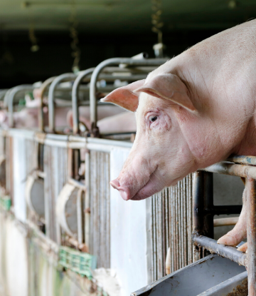 Scs, image of a live hog at a containment facility 