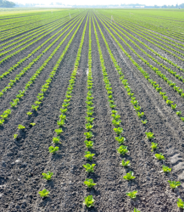 SCS, image of row crops in the field 