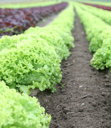 SCS, image of a field of growing romaine lettuce 