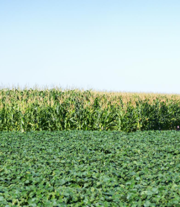 SCS, image of a corn and soybean crop in the field 