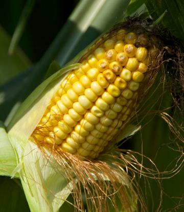 SCS photo of an ear of corn on the stalk 