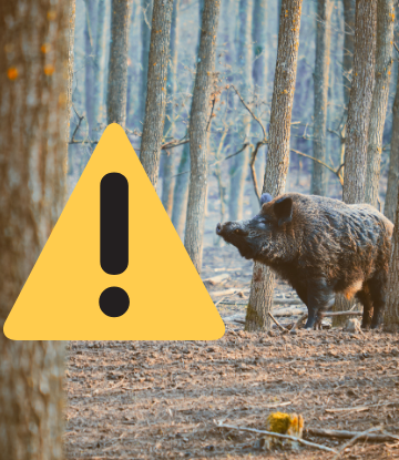 Iage a a wild boar in a forest with a caution sign and exclamation point 