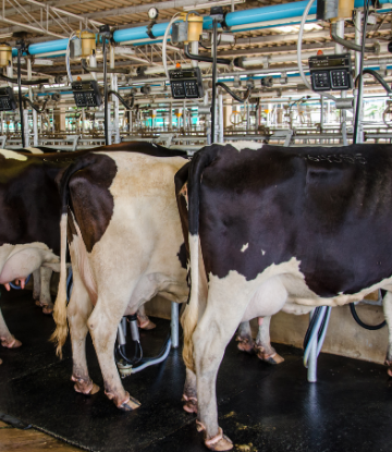 Image of dairy cows being milked 