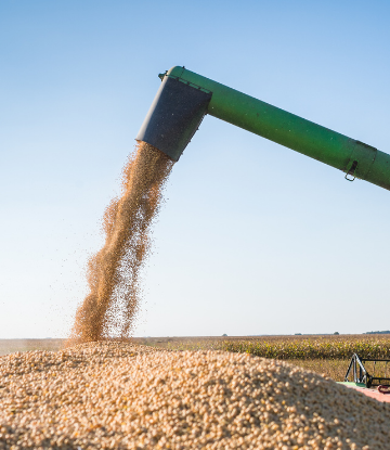 SCS, image of soybeans being harvested in the field 