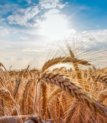 Image of a sunny wheat field against a blue sky 