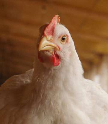 closeup image of a live chicken 