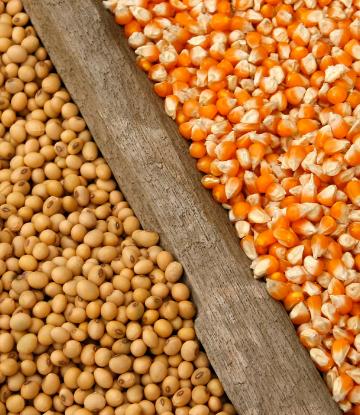 Image of a pile of corn next to a pile of soybeans with a board between them 