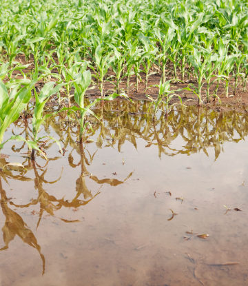 Image of the edge of a corn field standing in water 
