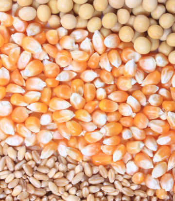 Closeup image of corn and grain 