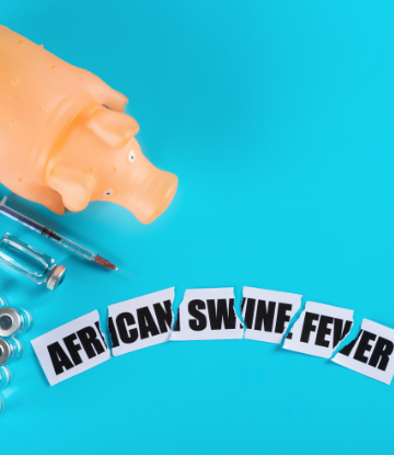 Graphic image of a plastic pig with the words African Swine Fever 