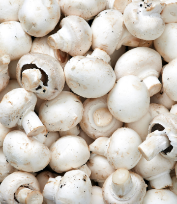 Image of white fresh mushrooms 