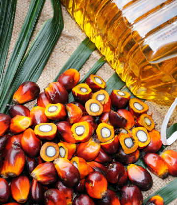 Image of palms ad palm oil 