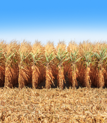 Image of standing dry corn in the field 