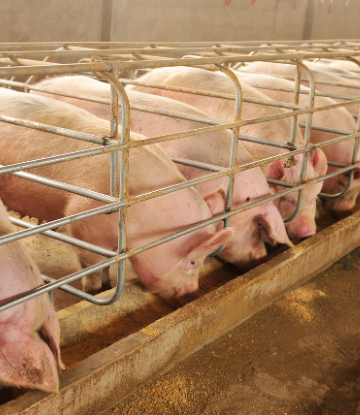 Image of hogs in containment pens