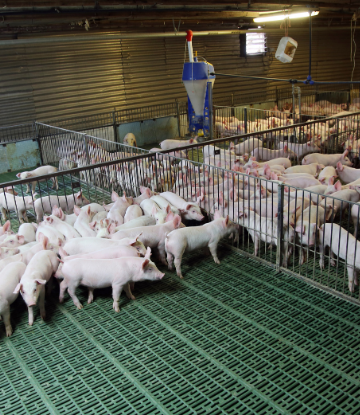 Image of hogs in a containment barn 