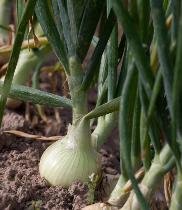 Image of Onions in the field 
