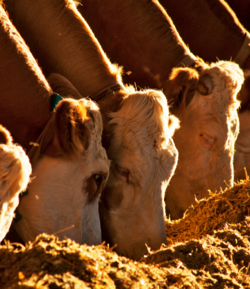 Cattle eating on a feedlot 