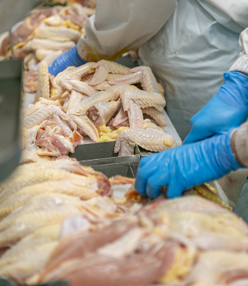 Image of chicken being processed by hand 