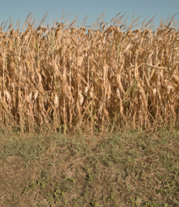 Image of a dry field of corn 