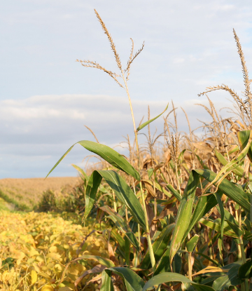 image of a corn field at harvest time 