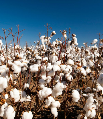 Image of a cotton field 