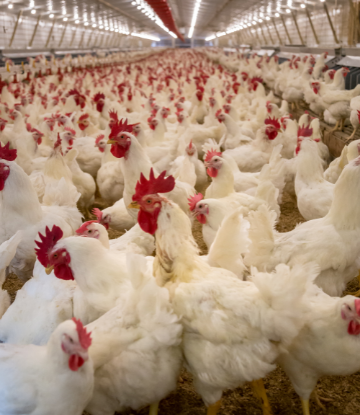 image of chickens in a containment facility 