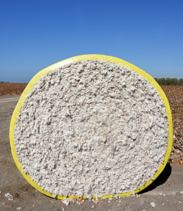 Bale of cotton in the field 