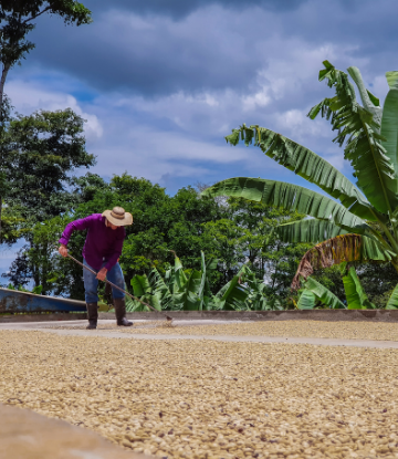 A coffee farmer raking beans 