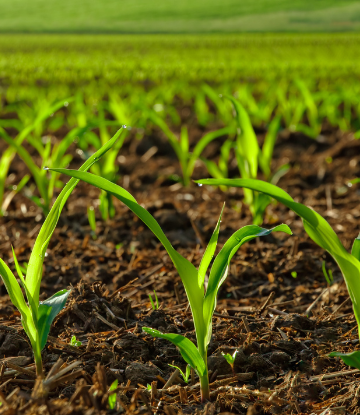 Young corn plants in the field 