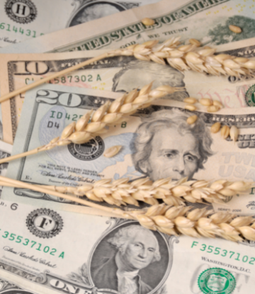 Wheat stalks on top of US dollars 