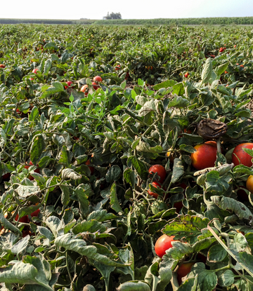 Tomatoes in the field 