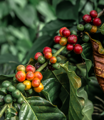 a coffee plant with berries 