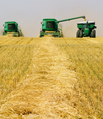 tractors in wheat field harvesting