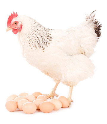 Chicken with fresh eggs