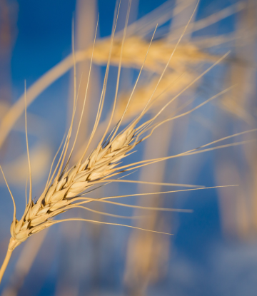 wheat in the field 