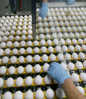 Eggs in the shell at a commercial processing facility.