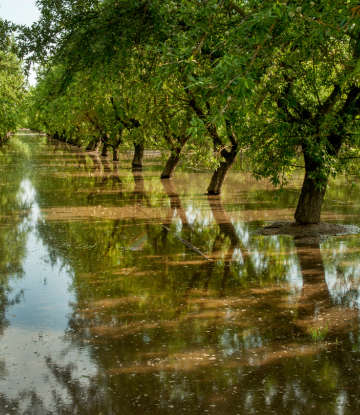Floodng in a tree grove 