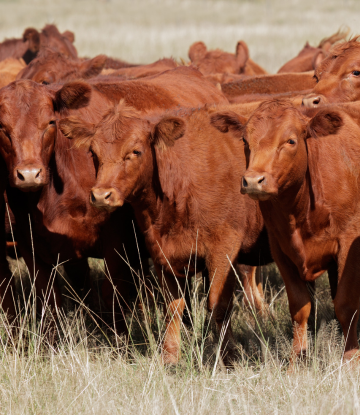 beef cattle in the field 