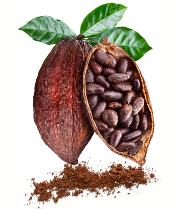 cocoa beans and powder