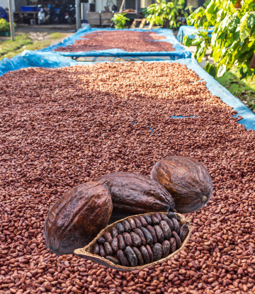 cocoa bean harvest 