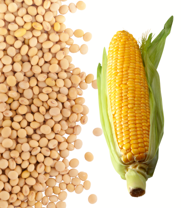 soybeans and corn 