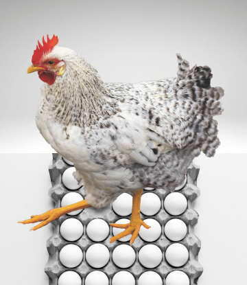 Hen with a dozen eggs 